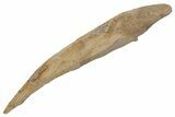 Fossil Shark (Hybodus) Dorsal Spine - Kem Kem Beds, Morocco #220021-1